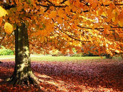 Macedonia Leaf Collection | Lake Forest Estates